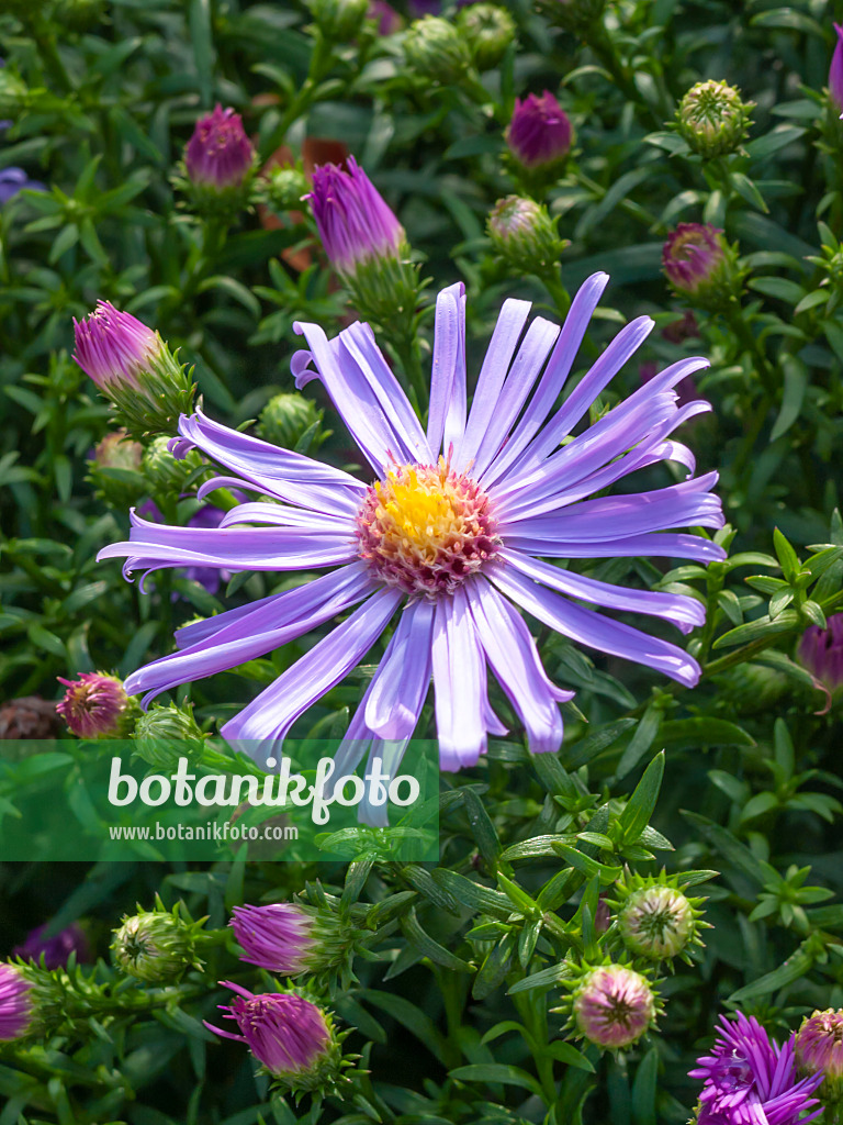 417040 - Blaue Herbstaster (Aster cordifolius 'Freiburg')