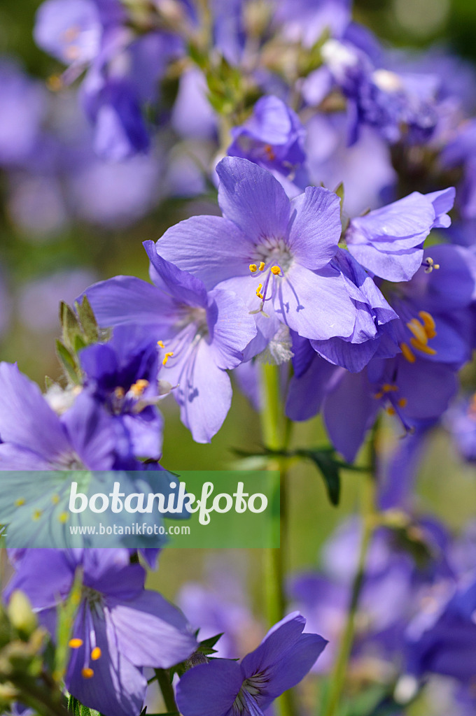 484289 - Blaue Himmelsleiter (Polemonium caeruleum)