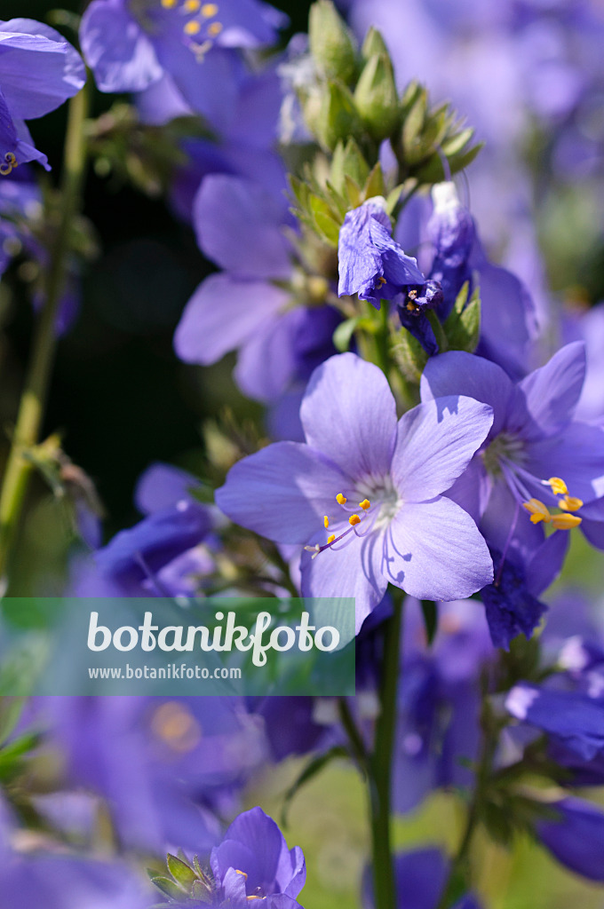 484291 - Blaue Himmelsleiter (Polemonium caeruleum)