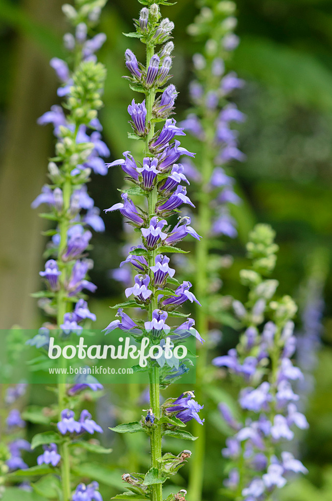 535095 - Blaue Kardinalslobelie (Lobelia siphilitica)