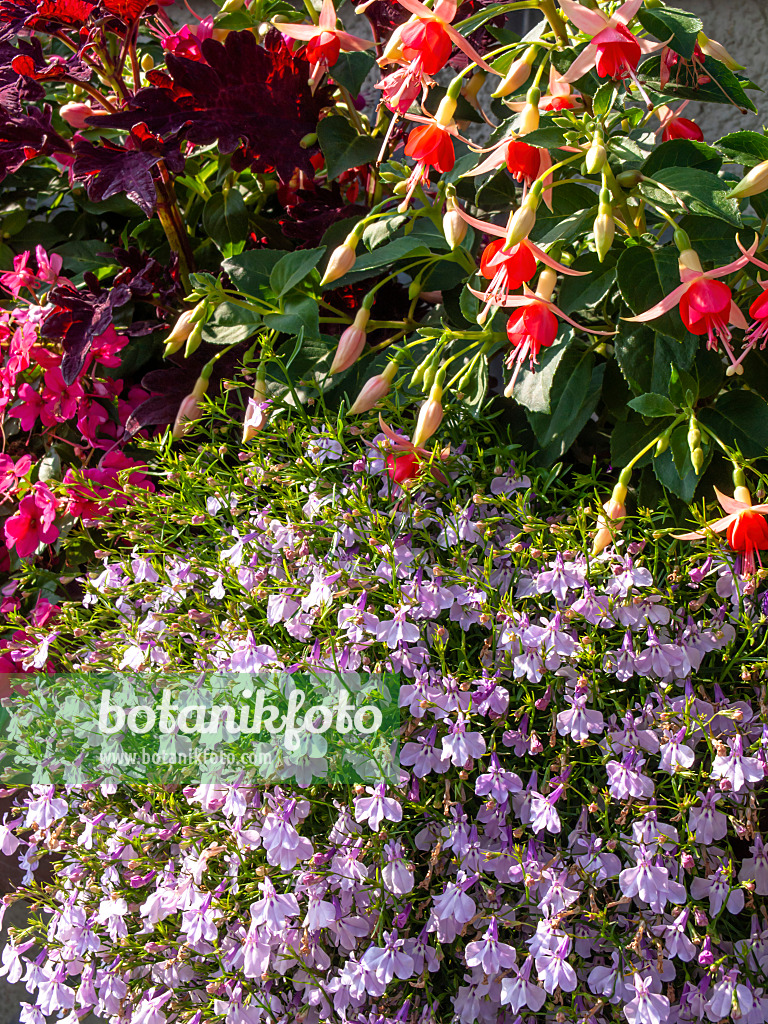 426119 - Blaue Lobelie (Lobelia erinus 'Laguna Mounding Lavender') und Fuchsie (Fuchsia)