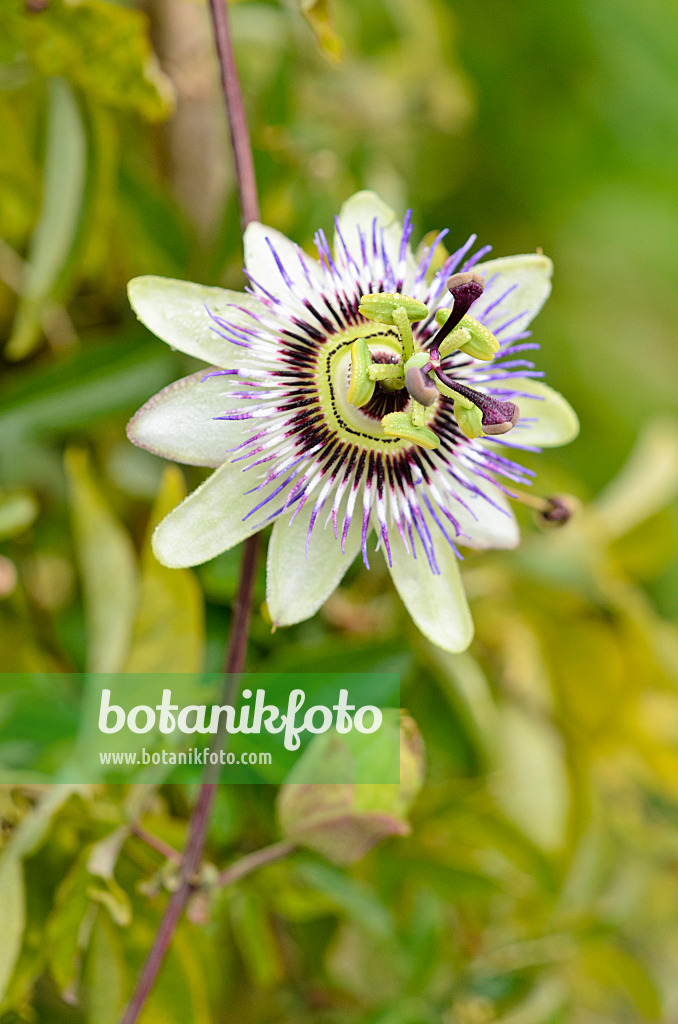 525116 - Blaue Passionsblume (Passiflora caerulea)