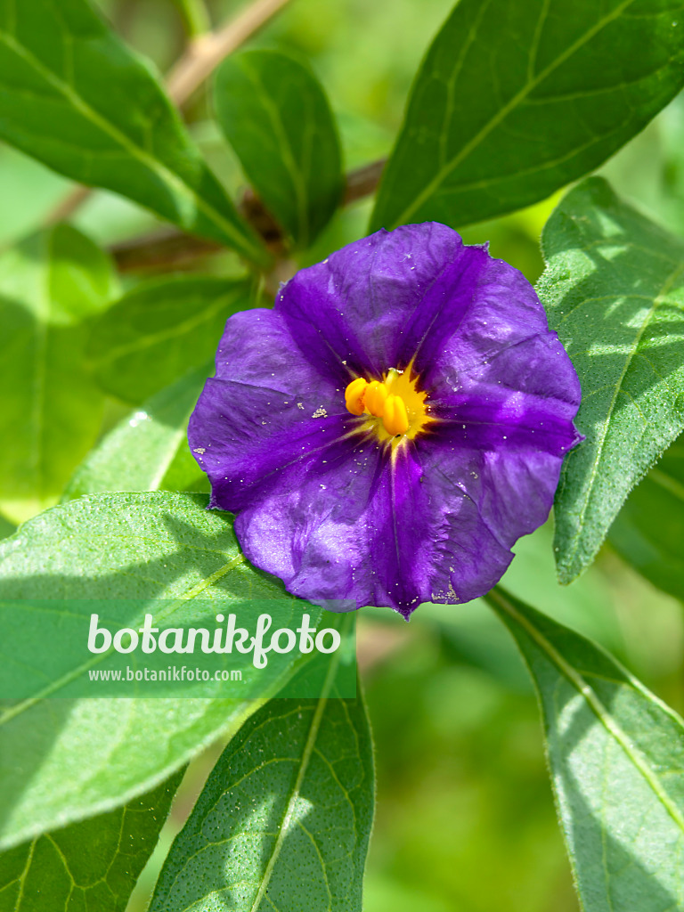 437429 - Blauer Kartoffelbaum (Lycianthes rantonnetii syn. Solanum rantonnetii)