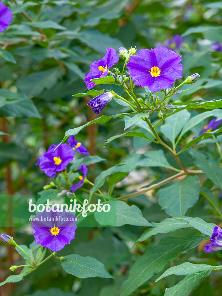 453005 - Blauer Kartoffelbaum (Lycianthes rantonnetii syn. Solanum rantonnetii)