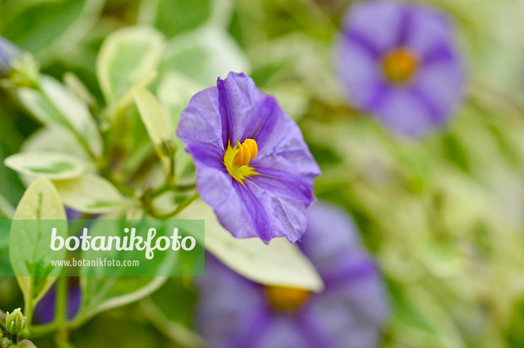 477062 - Blauer Kartoffelbaum (Lycianthes rantonnetii syn. Solanum rantonnetii)