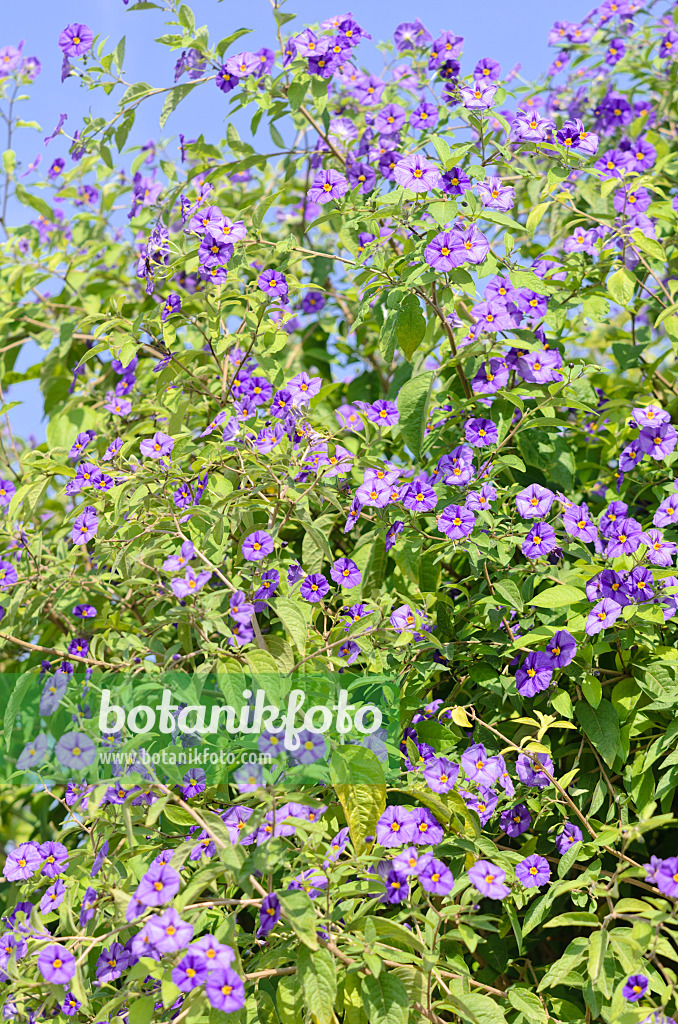 536095 - Blauer Kartoffelbaum (Lycianthes rantonnetii syn. Solanum rantonnetii)