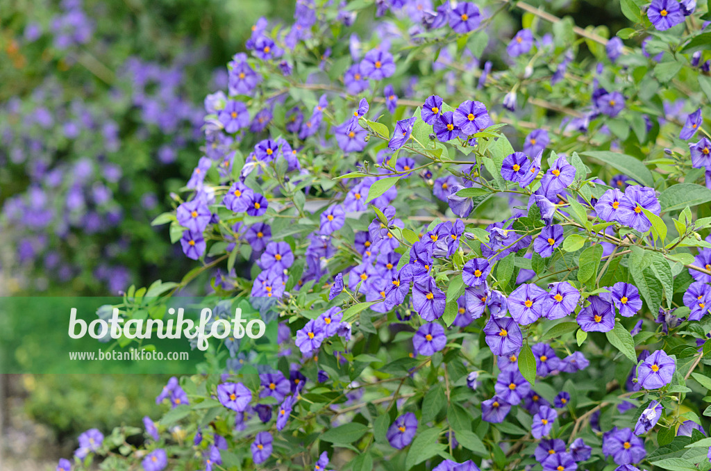 572093 - Blauer Kartoffelbaum (Lycianthes rantonnetii syn. Solanum rantonnetii)