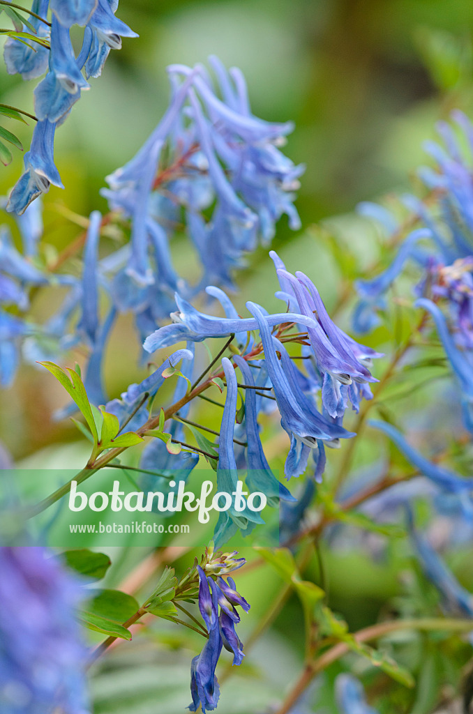 533521 - Blauer Lerchensporn (Corydalis elata 'Spinners')