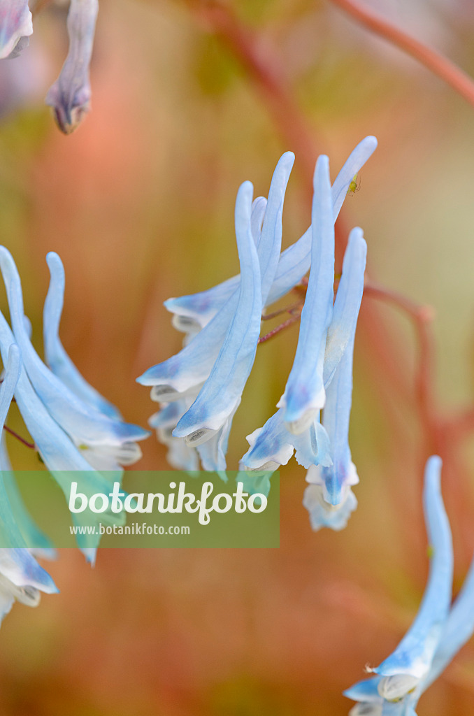 533270 - Blauer Lerchensporn (Corydalis flexuosa 'Père David')