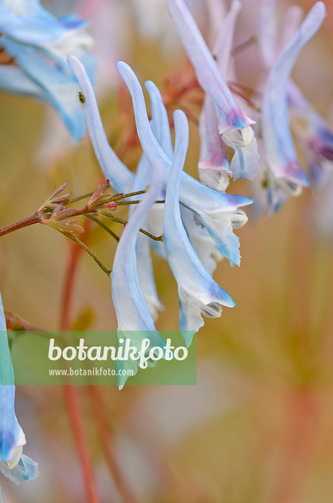 533271 - Blauer Lerchensporn (Corydalis flexuosa 'Père David')