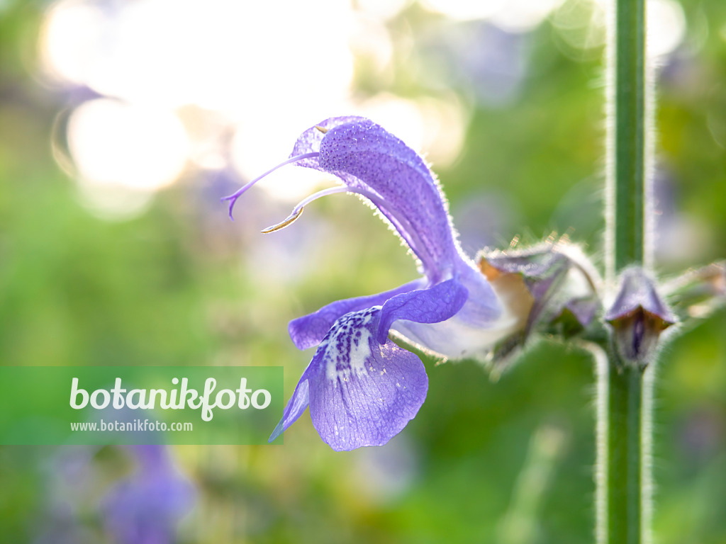 440003 - Blauer Muskatellersalbei (Salvia forskaohlei)