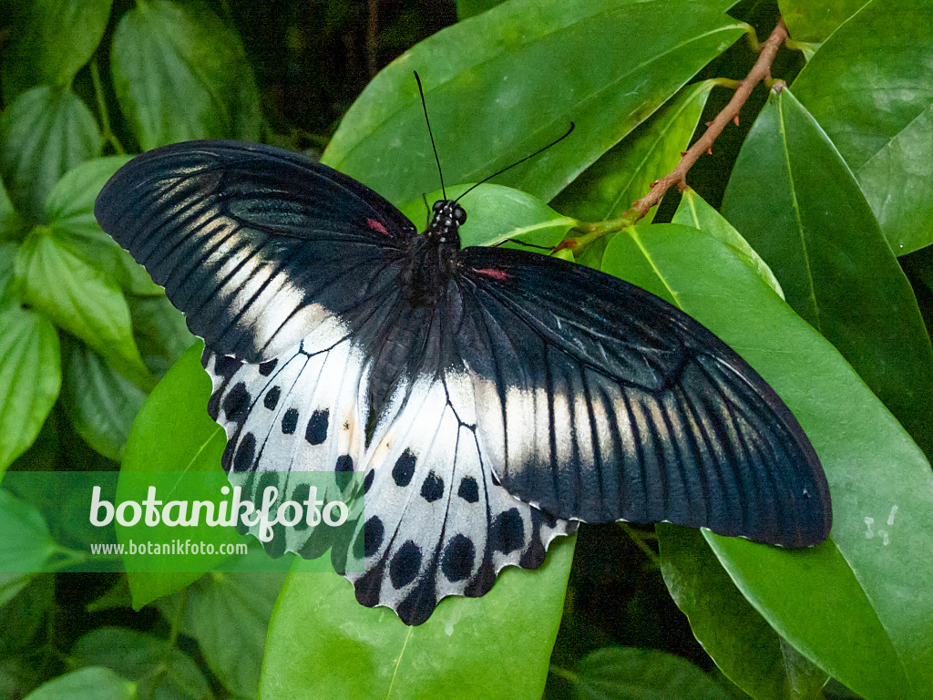 401058 - Blauer Pfau (Papilio polymnestor)