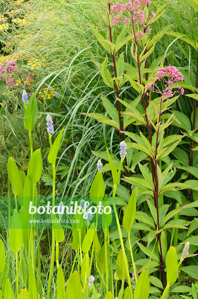 571044 - Blaues Hechtkraut (Pontederia cordata) und Gewöhlicher Wasserdost (Eupatorium cannabinum)