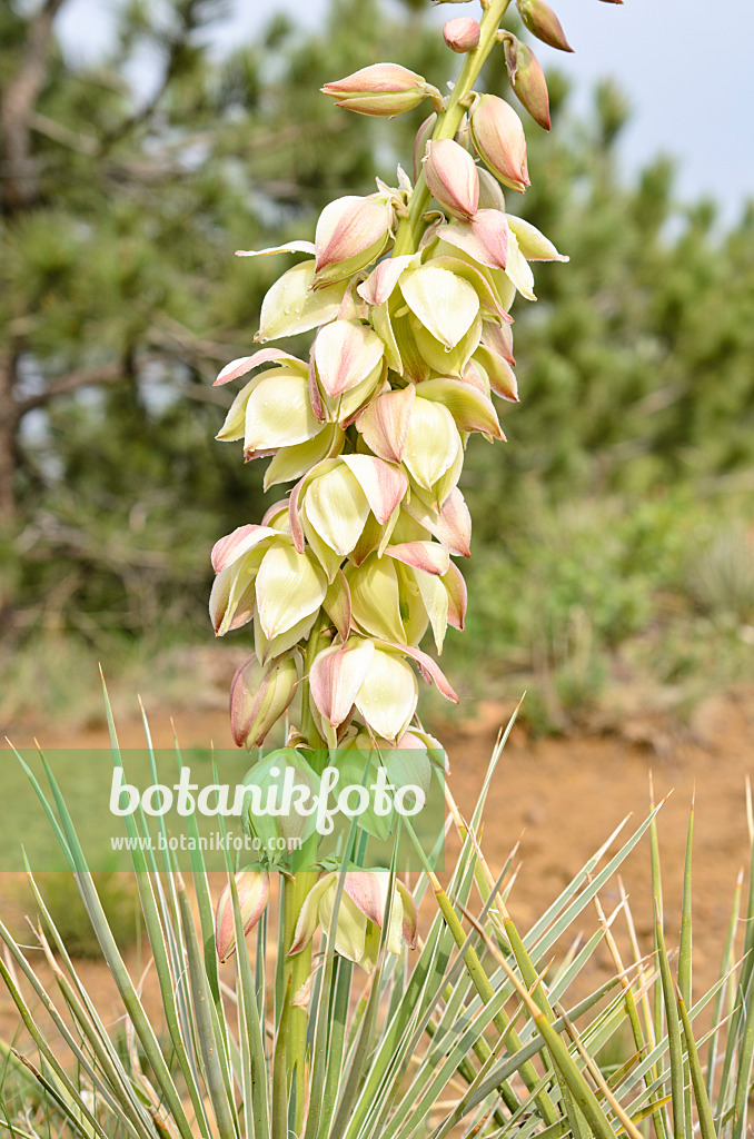 508207 - Blaugrüne Palmlilie (Yucca glauca)