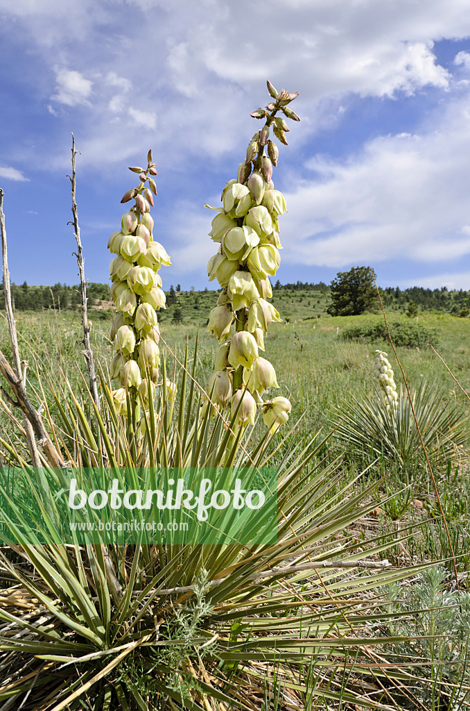 508378 - Blaugrüne Palmlilie (Yucca glauca)