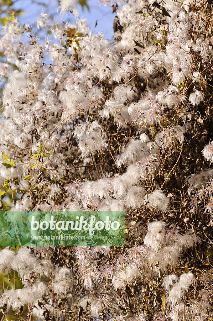 489120 - Blaugrüne Waldrebe (Clematis glauca)