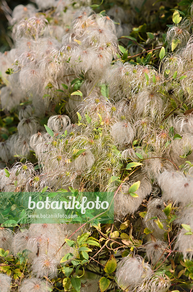 524121 - Blaugrüne Waldrebe (Clematis glauca)