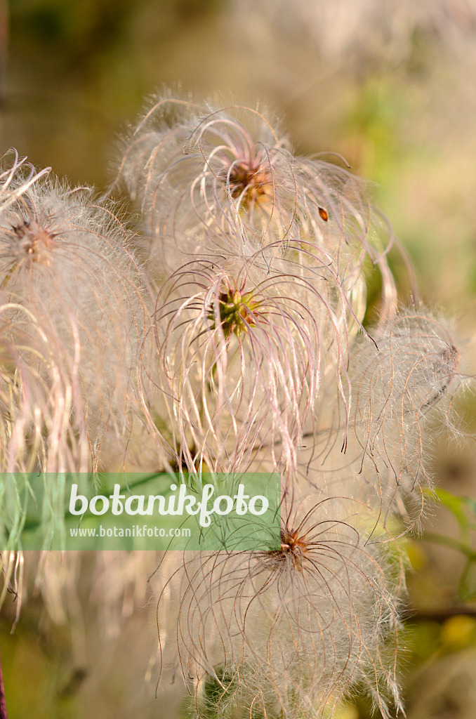 524152 - Blaugrüne Waldrebe (Clematis glauca)