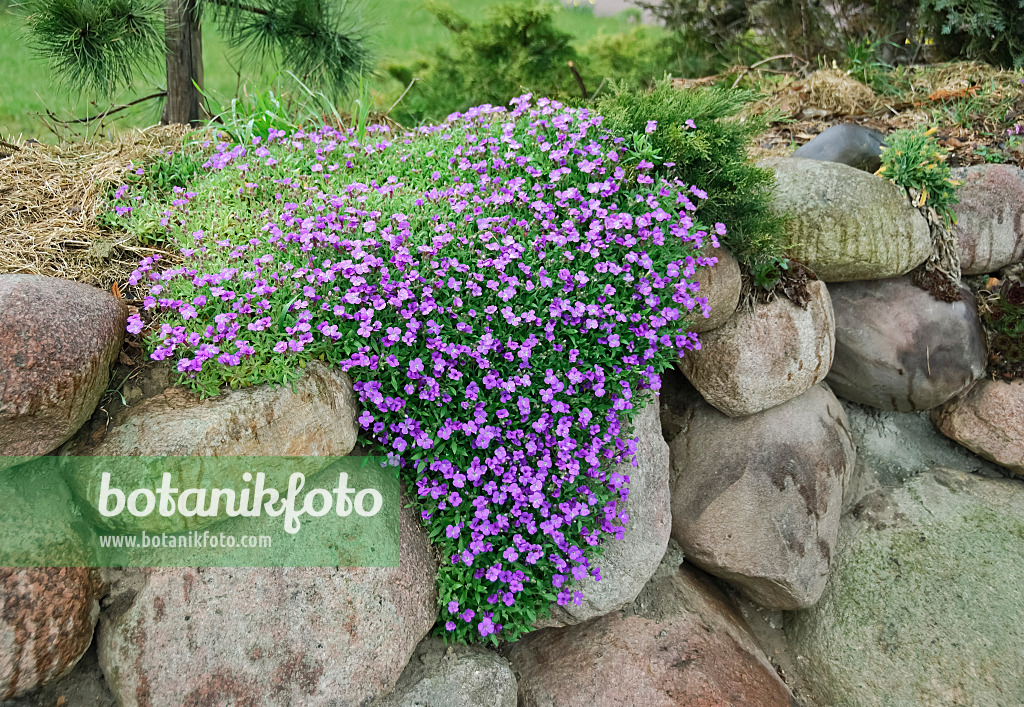 490032 - Blaukissen (Aubrieta) 490032 - Blaukissen (Aubrieta)
