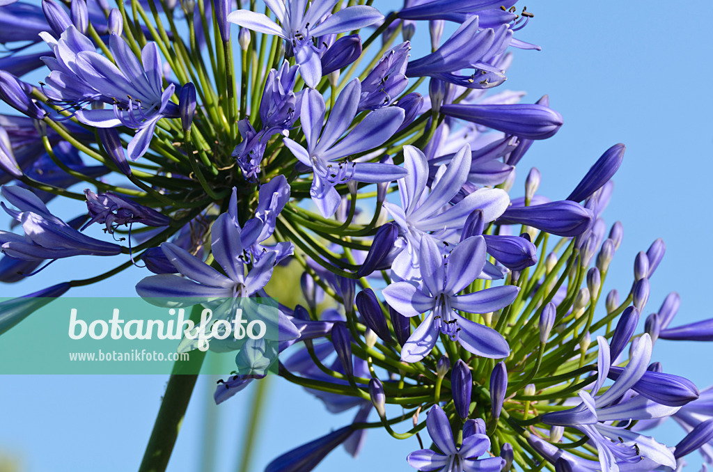 497357 - Blaulilie (Agapanthus africanus)