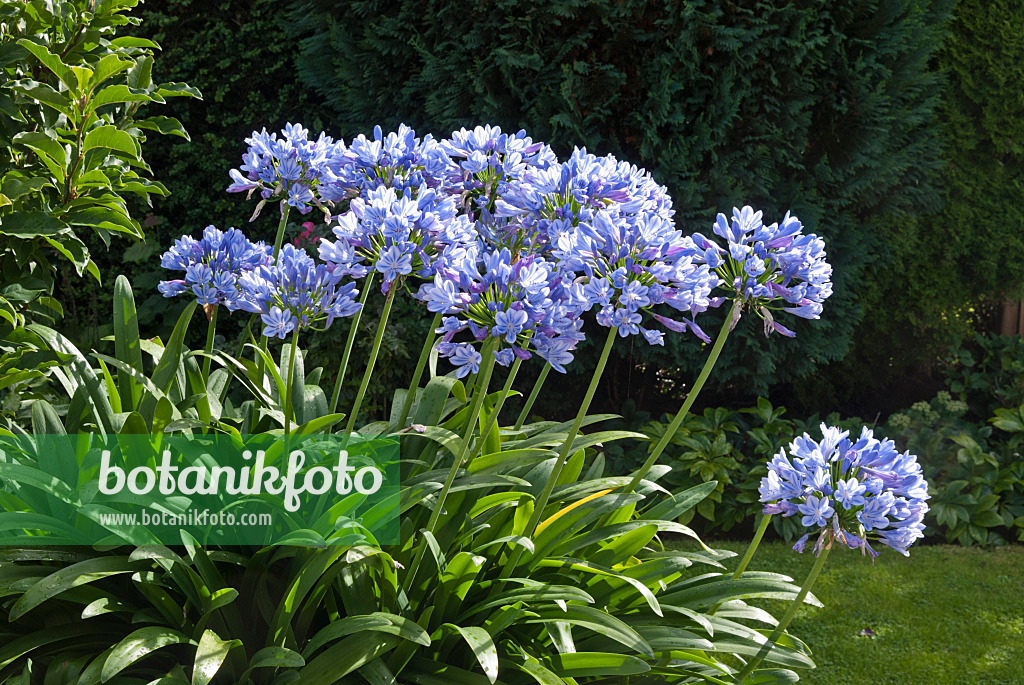 511336 - Blaulilie (Agapanthus africanus)