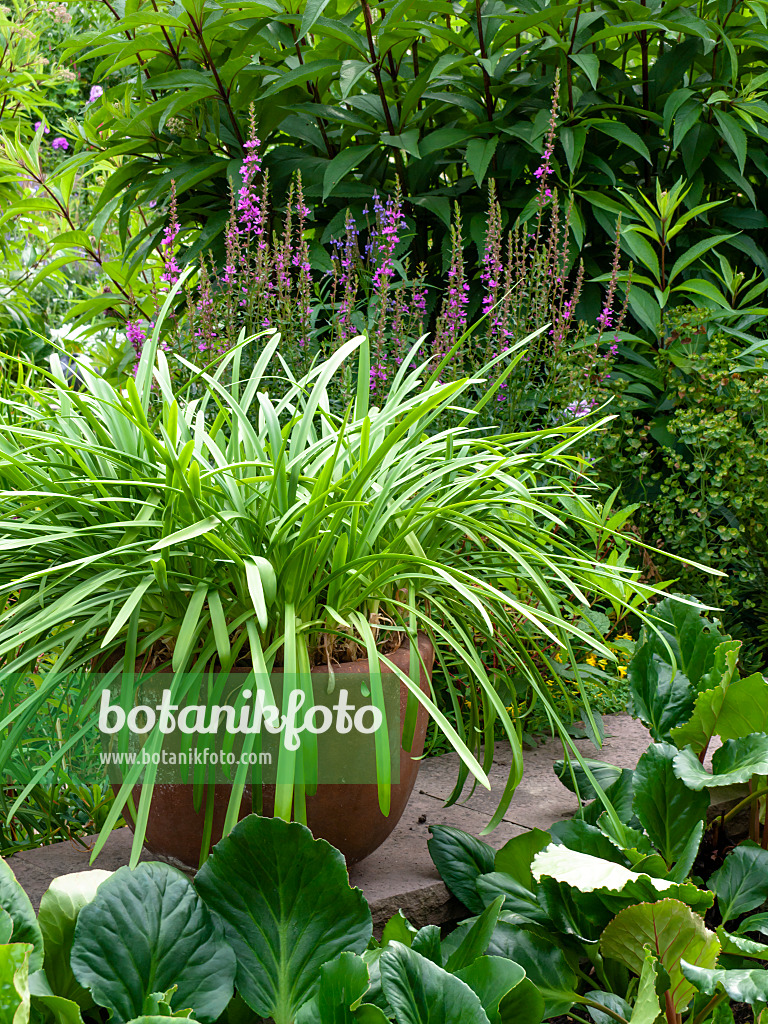 462062 - Blaulilie (Agapanthus africanus), Gewöhnlicher Blutweiderich (Lythrum salicaria), Wasserdost (Eupatorium) und Bergenie (Bergenia)