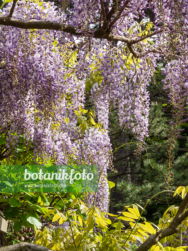 401176 - Blauregen (Wisteria)