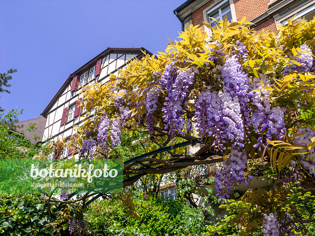 437263 - Blauregen (Wisteria)