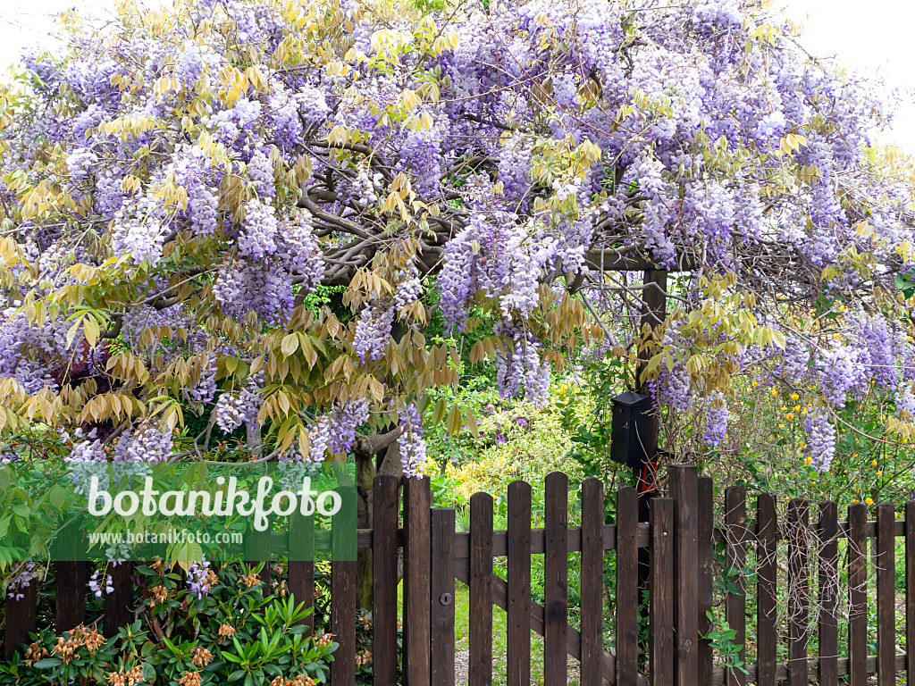 484363 - Blauregen (Wisteria)