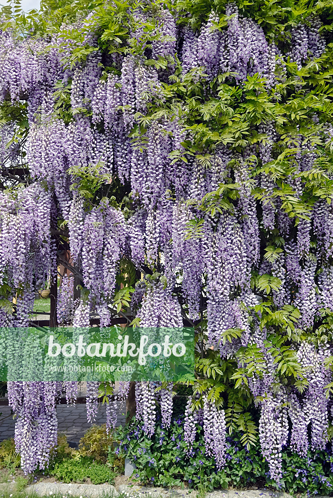 490191 - Blauregen (Wisteria)