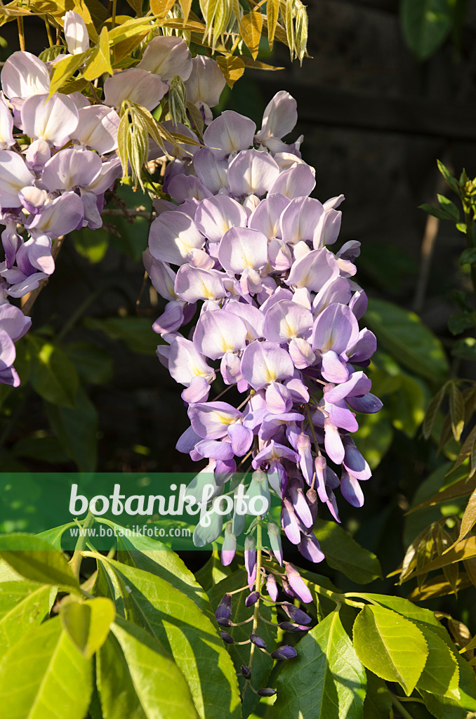 496019 - Blauregen (Wisteria)