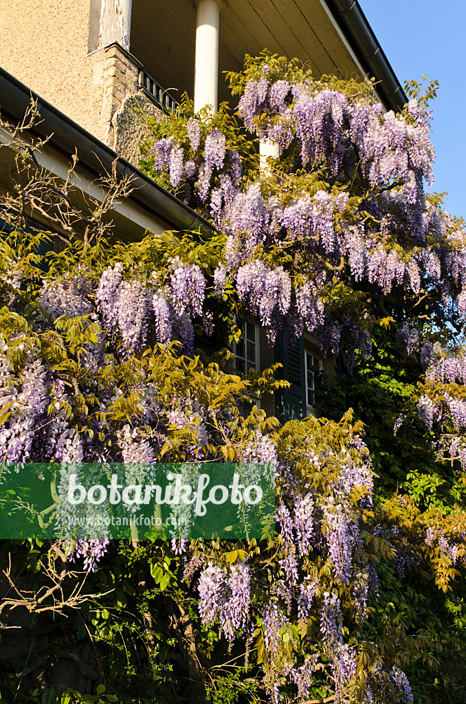 496021 - Blauregen (Wisteria)