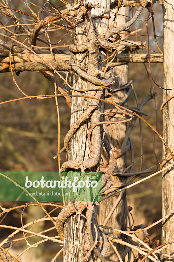 518098 - Blauregen (Wisteria)