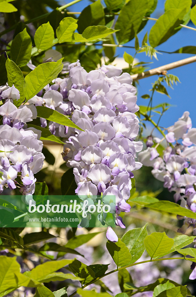 520261 - Blauregen (Wisteria)