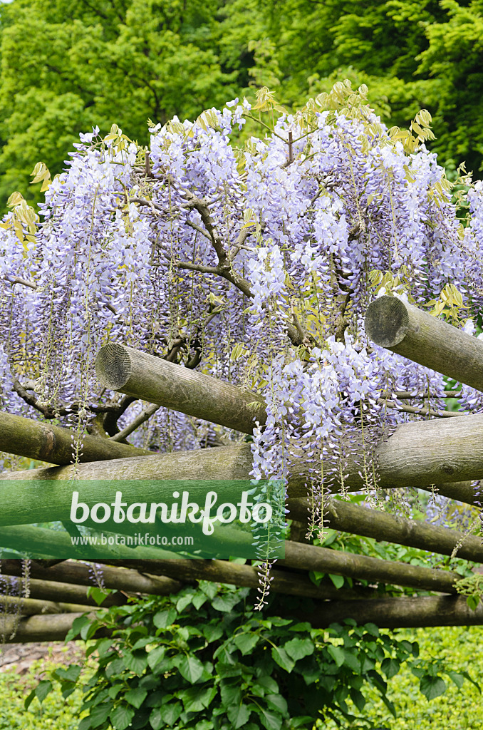 520455 - Blauregen (Wisteria)