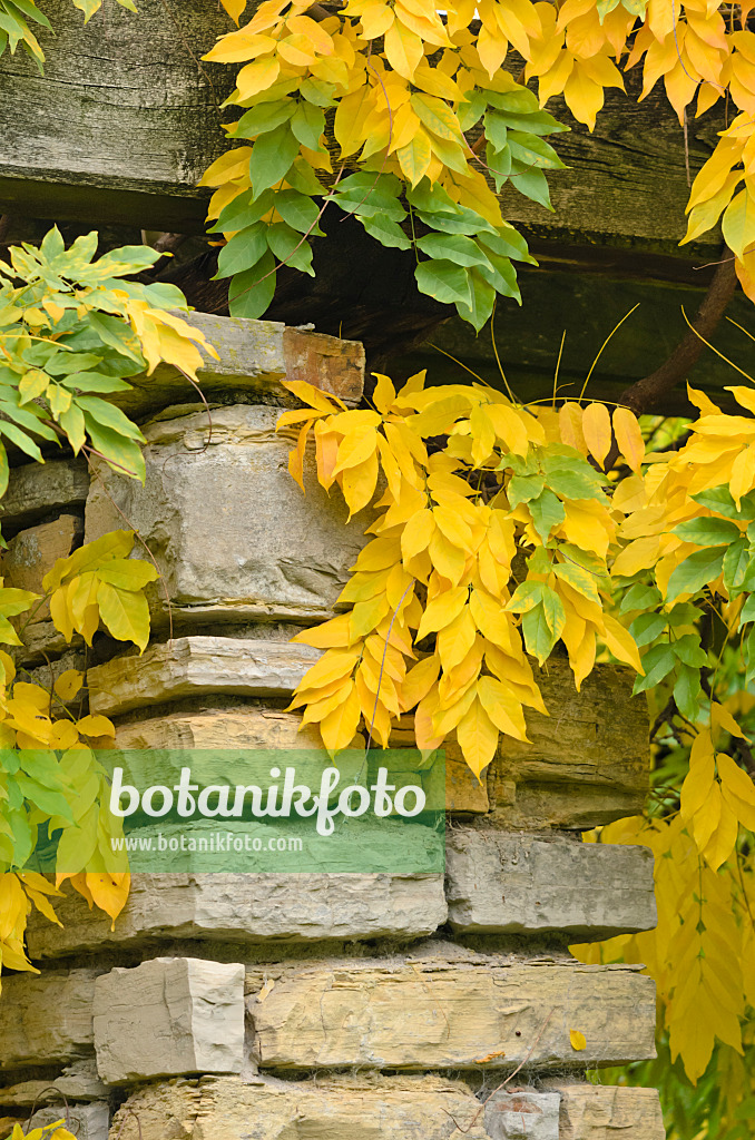 525383 - Blauregen (Wisteria) 525383 - Blauregen (Wisteria)