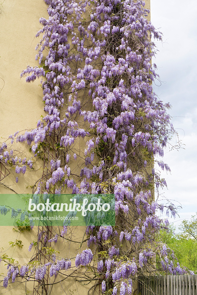 544062 - Blauregen (Wisteria)