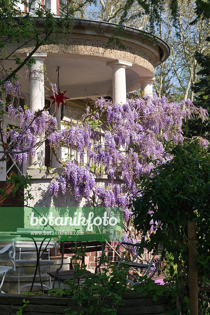 608039 - Blauregen (Wisteria)