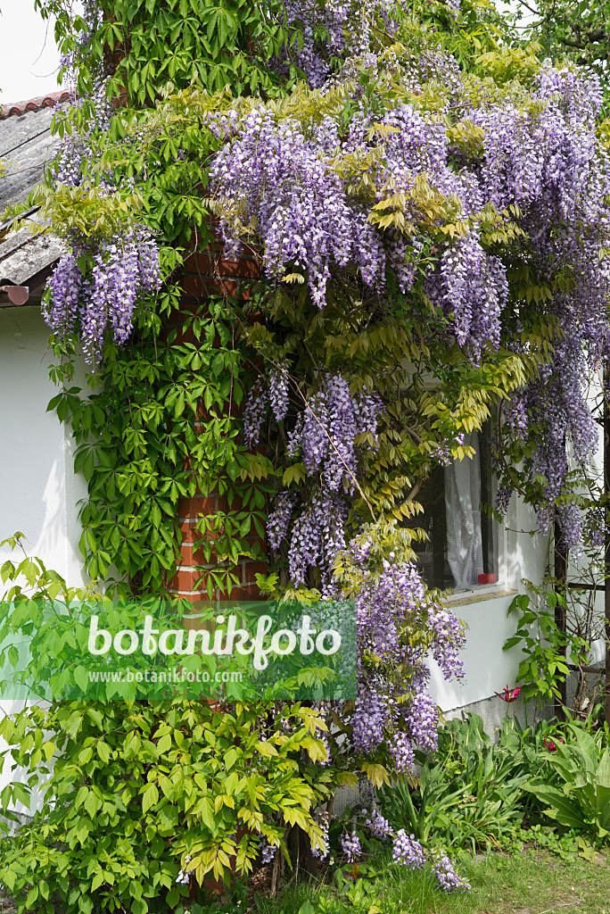 544095 - Blauregen (Wisteria) an einer Gartenlaube