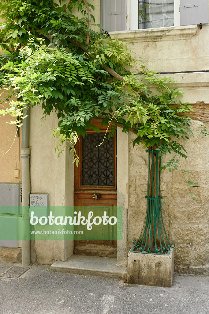 557199 - Blauregen (Wisteria), Avignon, Provence, Frankreich