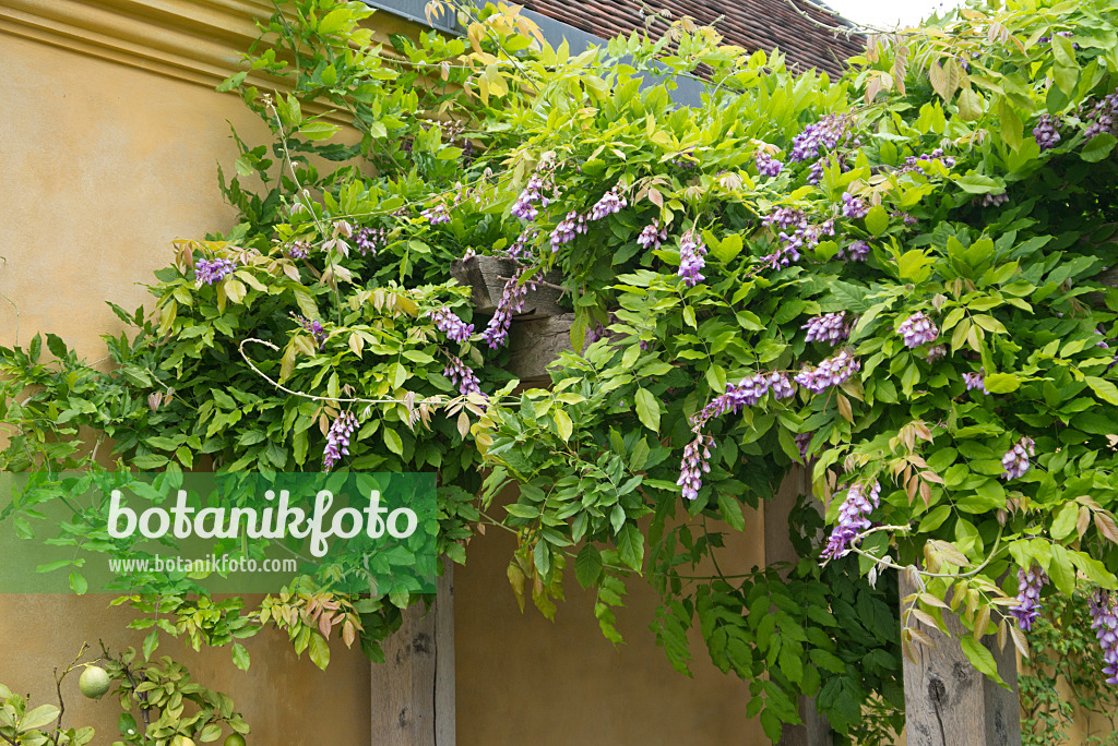 559010 - Blauregen (Wisteria) mit Zweitblüte im Sommer