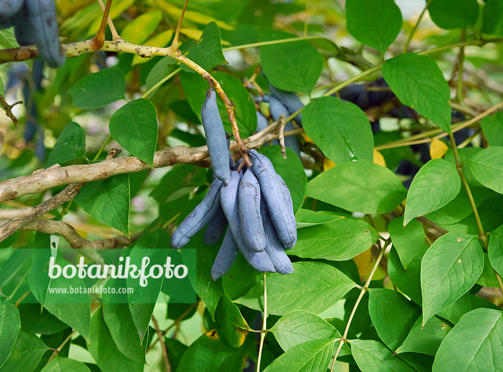 471384 - Blauschotenstrauch (Decaisnea fargesii)