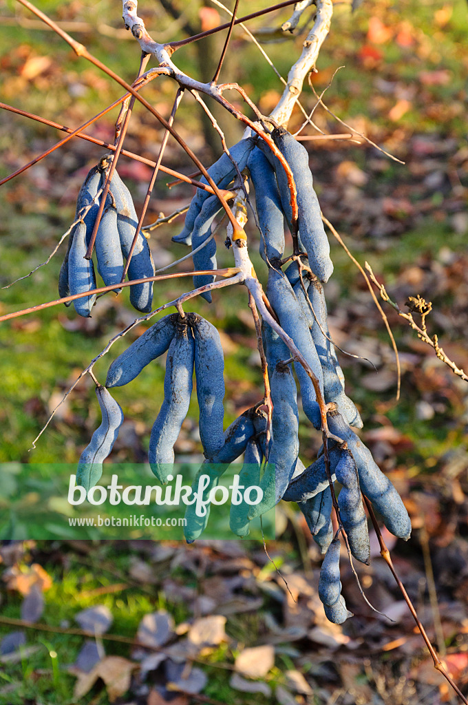 478028 - Blauschotenstrauch (Decaisnea fargesii)