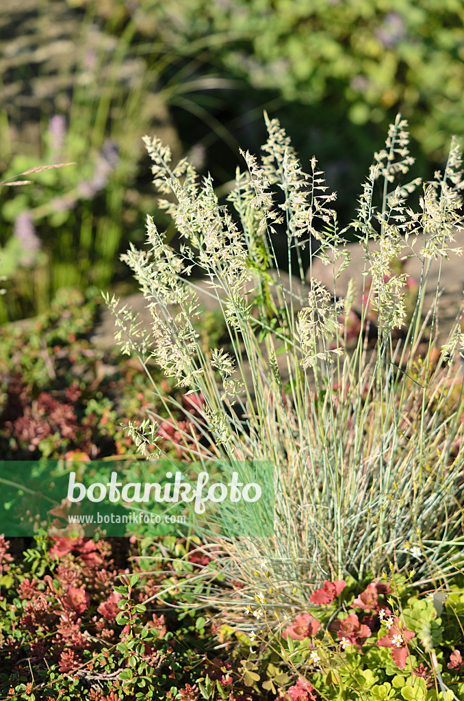 533631 - Blauschwingelgras (Festuca cinerea 'Azurit' syn. Festuca glauca 'Azurit')