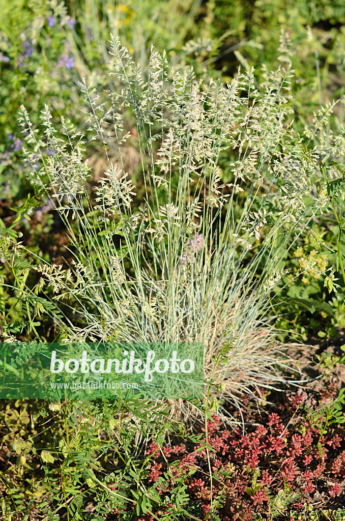 533632 - Blauschwingelgras (Festuca cinerea 'Azurit' syn. Festuca glauca 'Azurit')