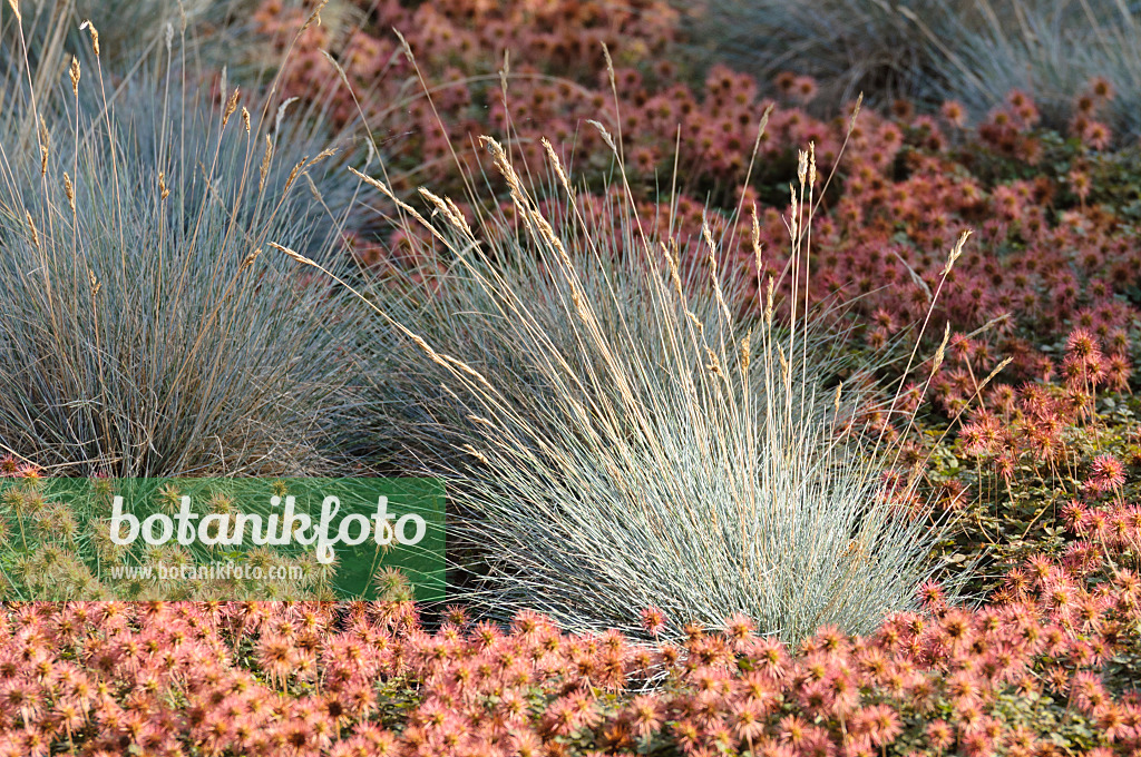 474405 - Blauschwingelgras (Festuca cinerea 'Blaufuchs' syn. Festuca glauca 'Blaufuchs') und Braunblättriges Stachelnüsschen (Acaena microphylla)