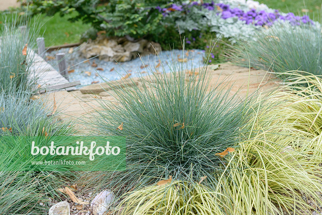 547146 - Blauschwingelgras (Festuca cinerea 'Elijah Blue' syn. Festuca glauca 'Elijah Blue')