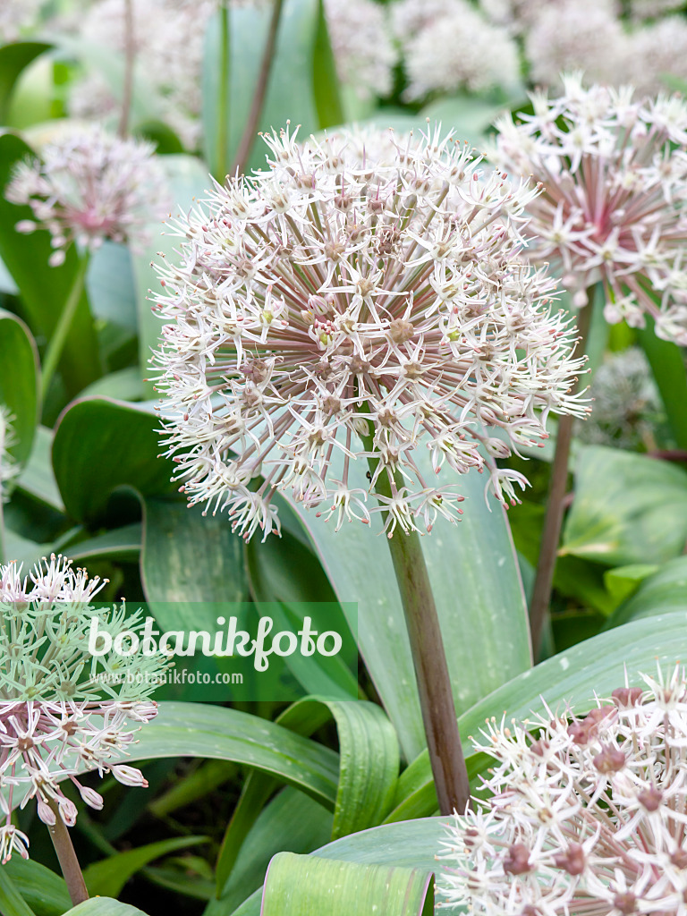 438011 - Blauzungenlauch (Allium karataviense)