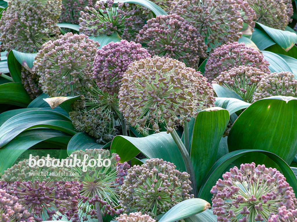 449016 - Blauzungenlauch (Allium karataviense)