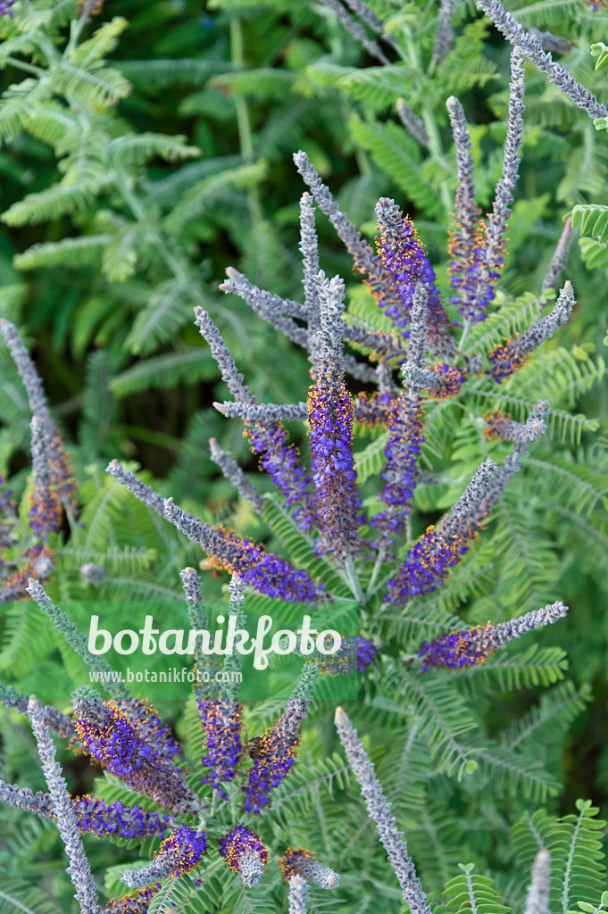 510008 - Bleibusch (Amorpha canescens)